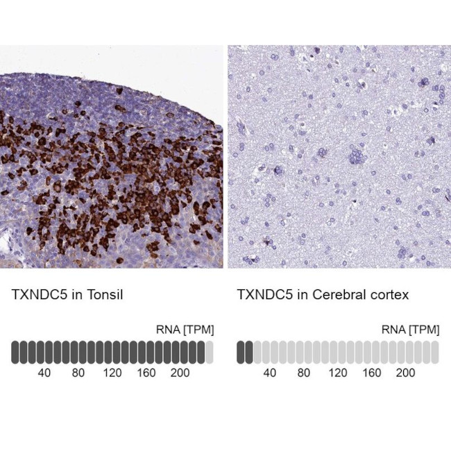 TXNDC5 Antibody