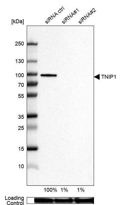 TNIP1 Antibody