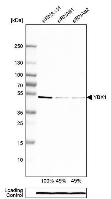 YBX1 Antibody
