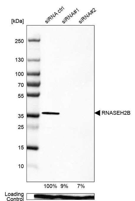 RNaseH2B Antibody