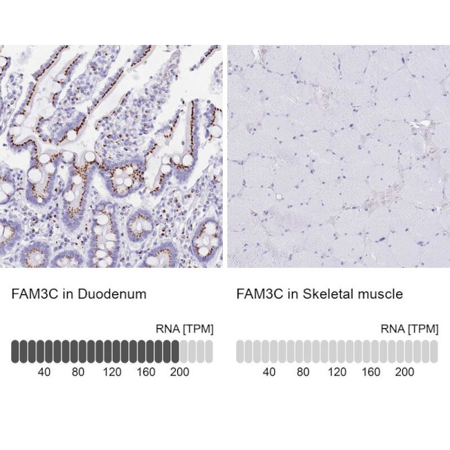 FAM3C Antibody