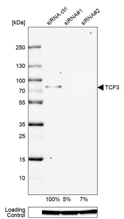 TCF3 Antibody