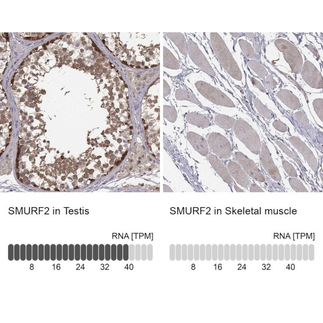SMURF2 Antibody