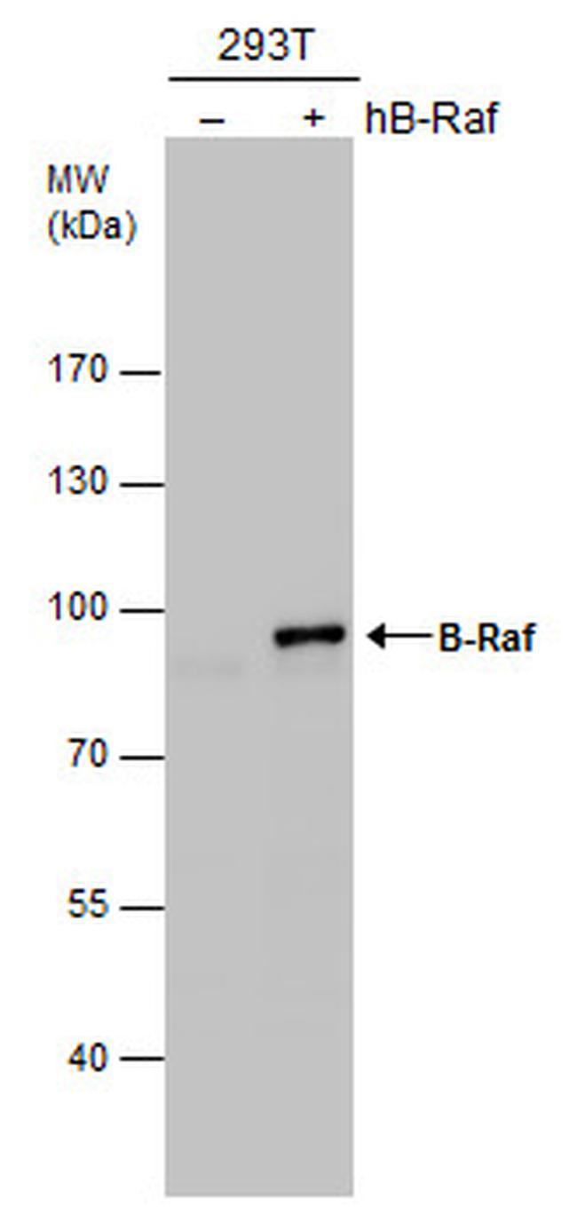 B-Raf Antibody in Western Blot (WB)