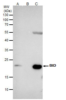 BID Antibody in Immunoprecipitation (IP)