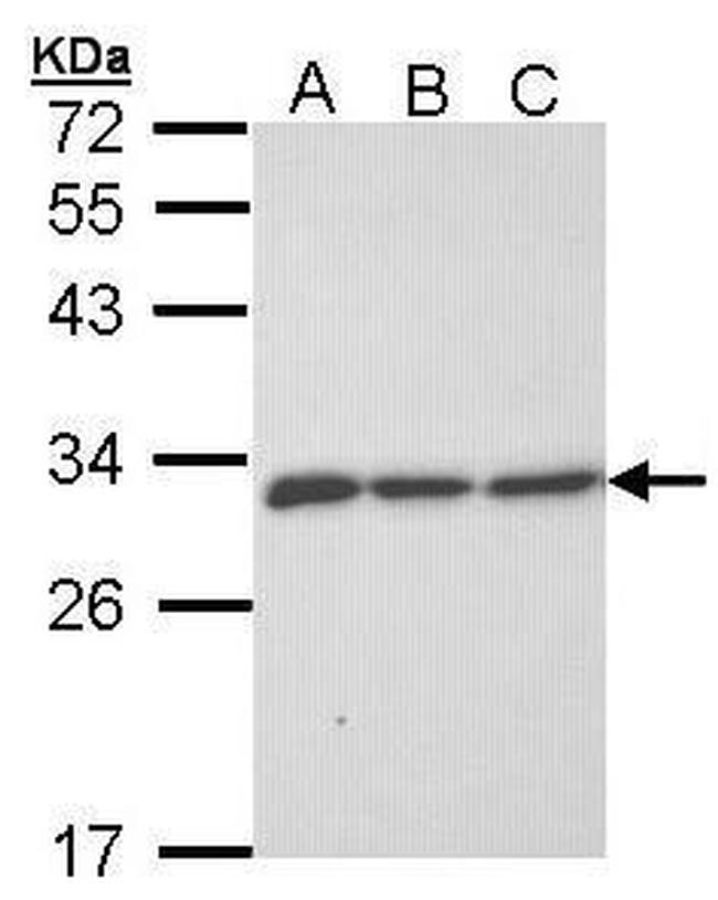 ERP29 Antibody in Western Blot (WB)