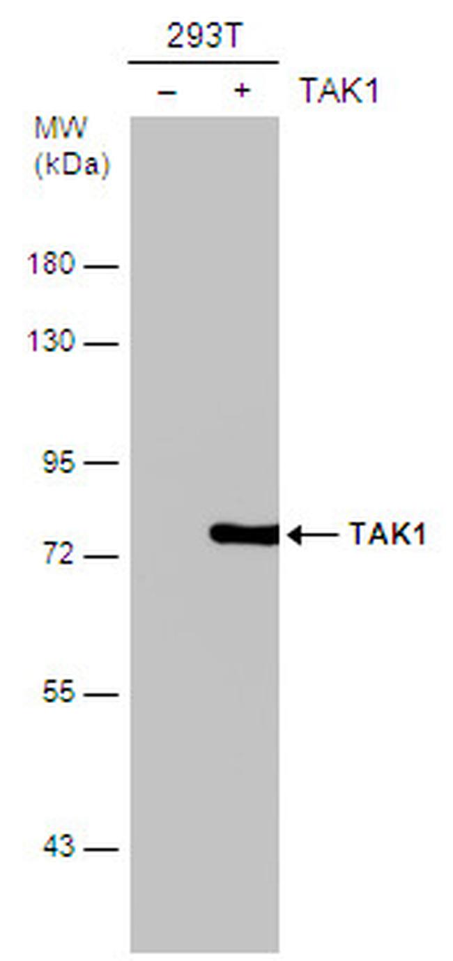 TAK1 Antibody in Western Blot (WB)