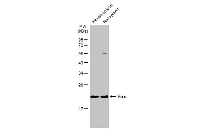 Bax Antibody in Western Blot (WB)