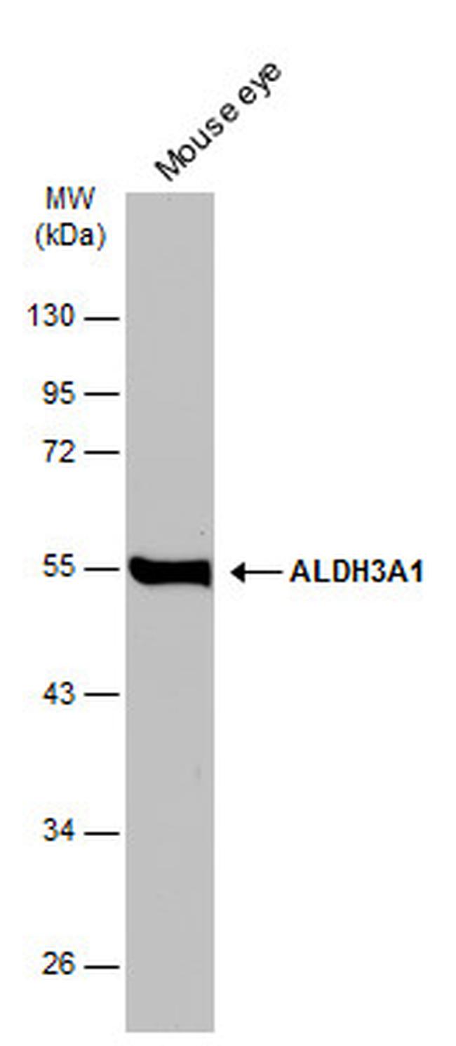 ALDH3A1 Antibody in Western Blot (WB)