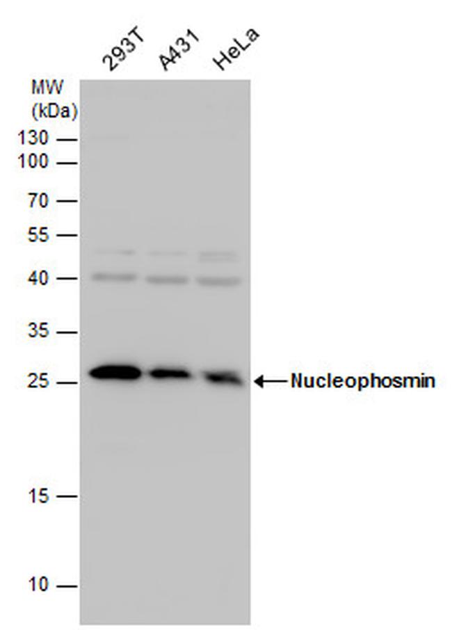 NPM1 Antibody in Western Blot (WB)