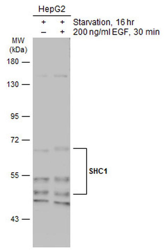 SHC Antibody in Western Blot (WB)