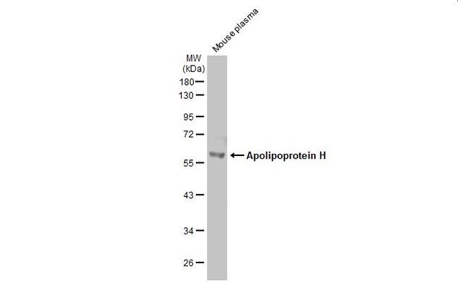 Apolipoprotein H Antibody in Western Blot (WB)