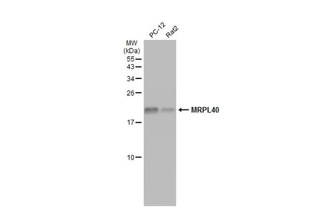 MRPL40 Antibody in Western Blot (WB)