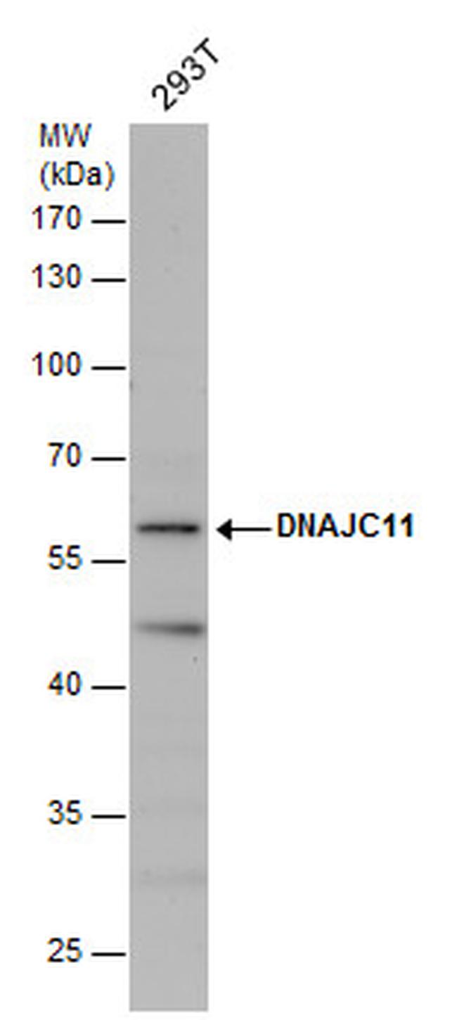 DNAJC11 Antibody in Western Blot (WB)