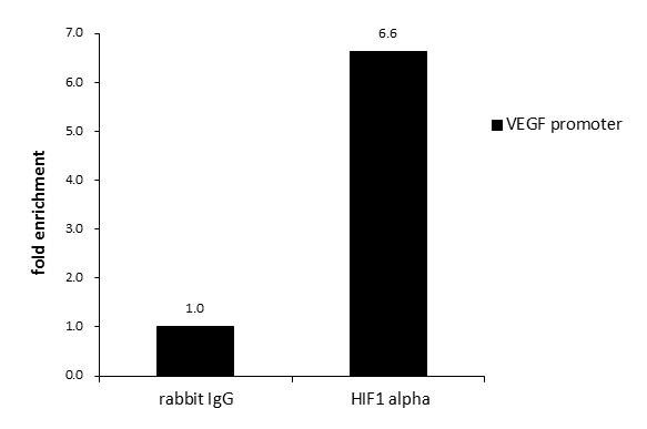HIF1A Antibody in ChIP Assay (ChIP)
