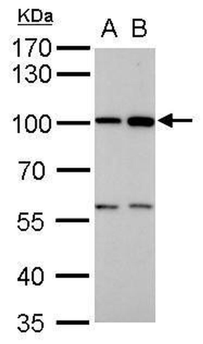 ATG9A Antibody in Western Blot (WB)