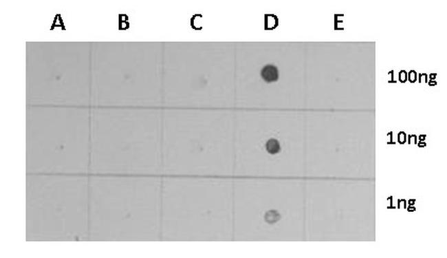H3K4me3 Antibody in Dot blot (DB)