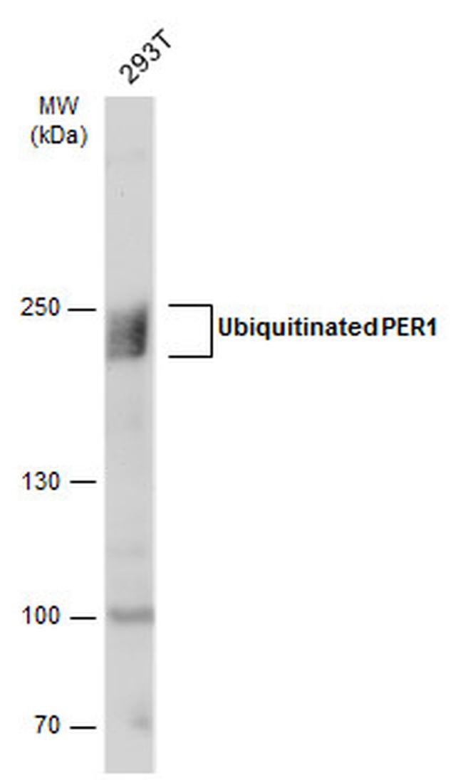 PER1 Antibody in Western Blot (WB)