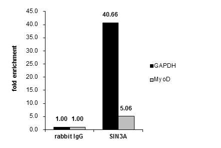 SIN3A Antibody in ChIP assay (ChIP)