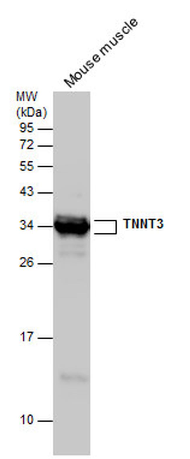 TNNT3 Antibody in Western Blot (WB)