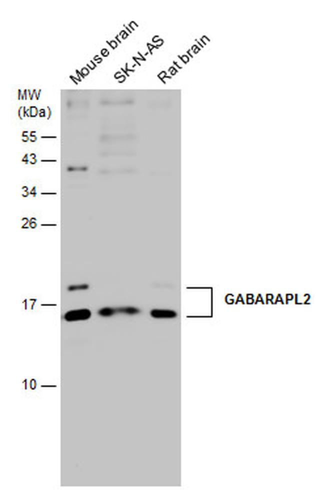 GABARAPL2 Antibody in Western Blot (WB)