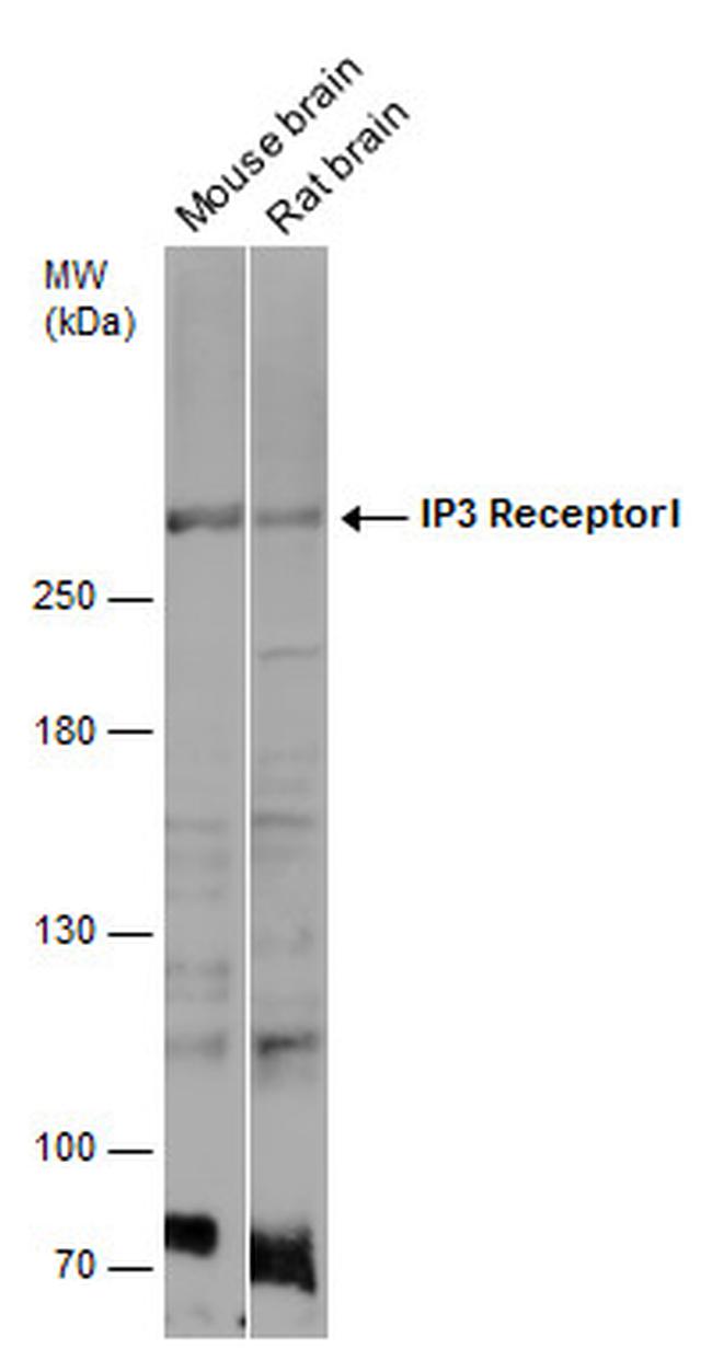 IP3 Receptor 1 Antibody in Western Blot (WB)