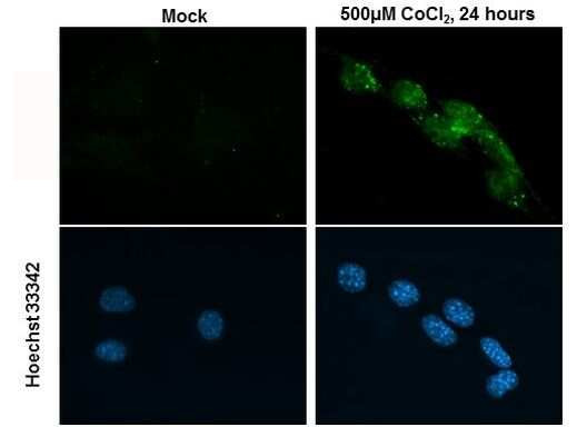 HIF-2 alpha Antibody in Immunocytochemistry (ICC/IF)