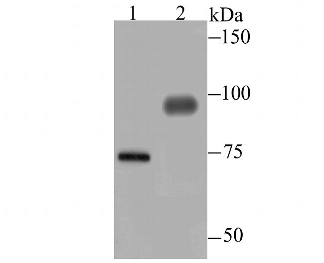 DLL4 (delta-like 4) Antibody in Western Blot (WB)