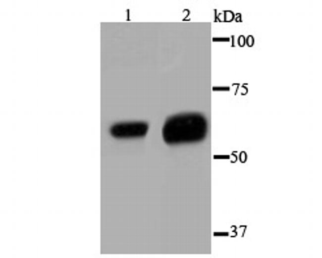 Glypican 1 Antibody in Western Blot (WB)