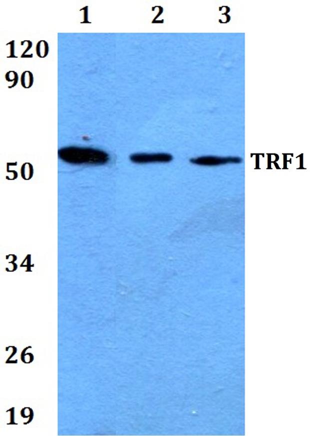 TRF1 Antibody in Western Blot (WB)