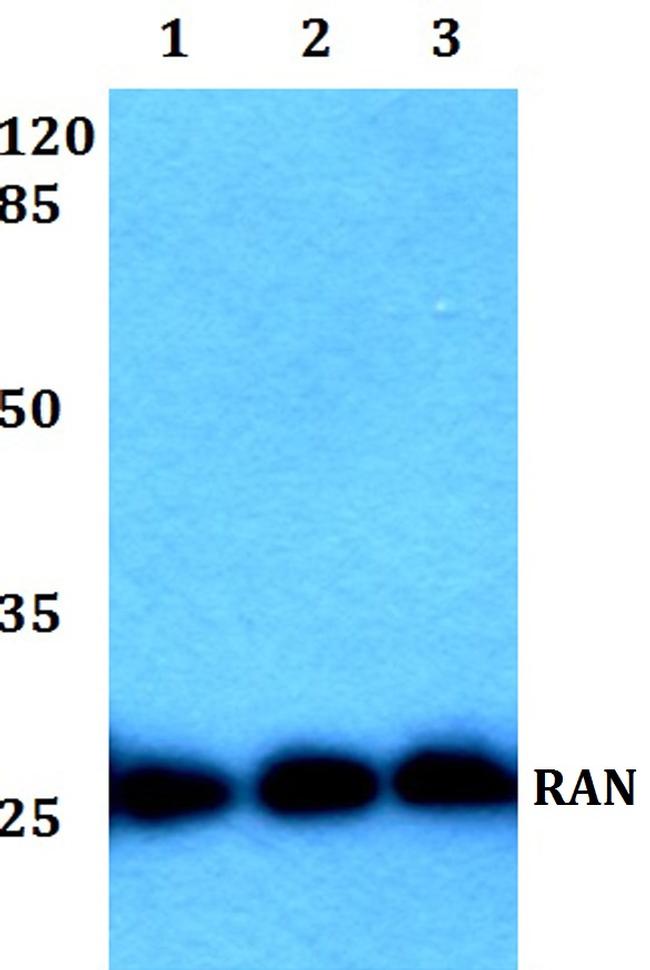 RAN Antibody in Western Blot (WB)
