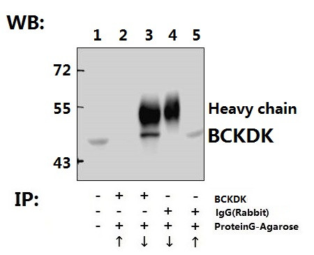 BCKDK Antibody in Immunoprecipitation (IP)