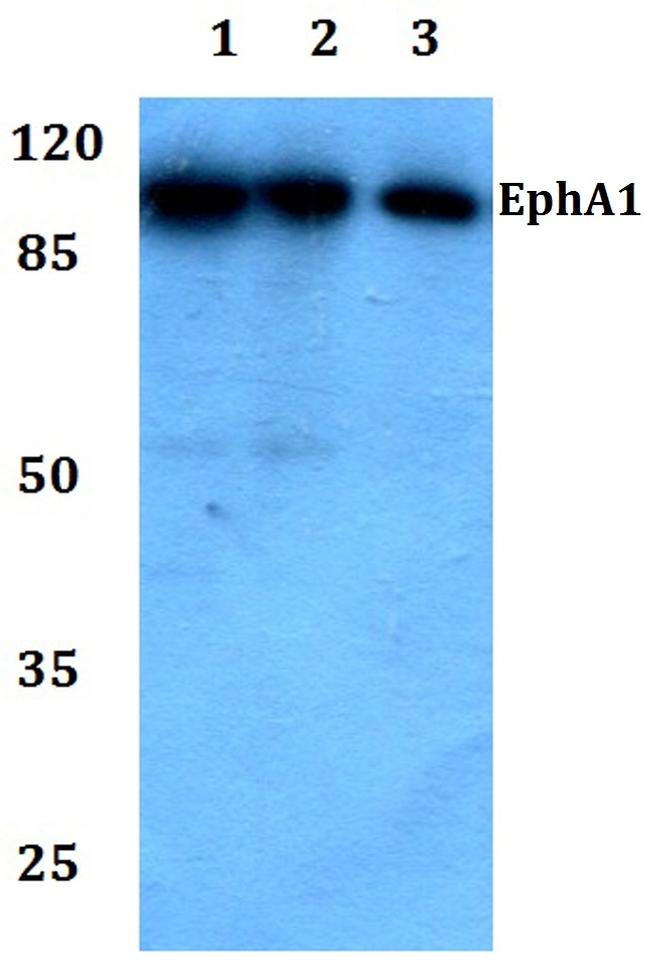 EphA1 Antibody in Western Blot (WB)