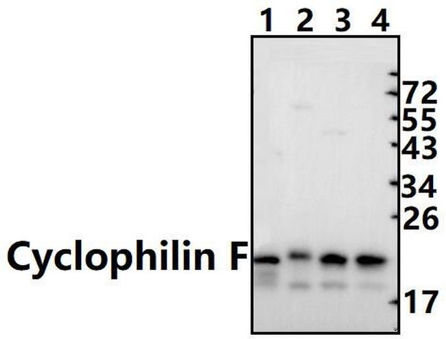 Cyclophilin F Antibody in Western Blot (WB)