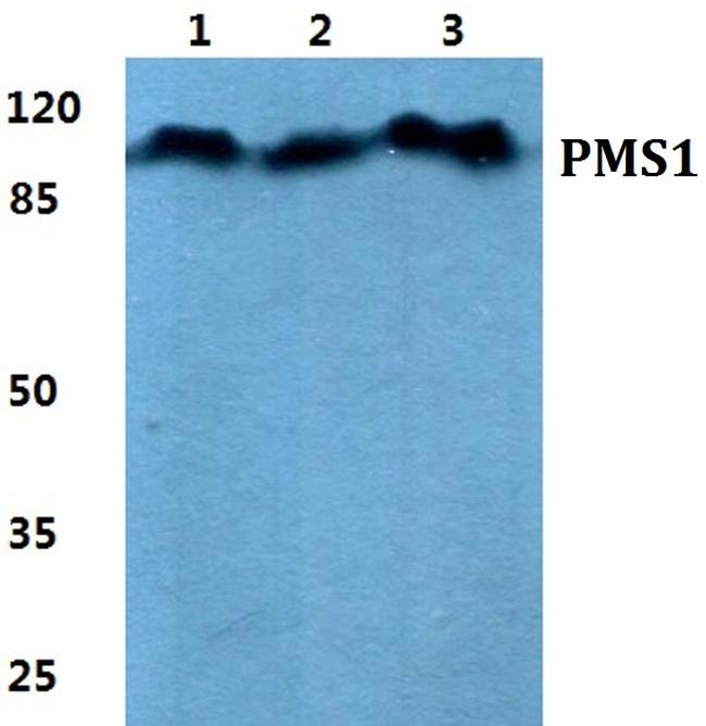 PMS1 Antibody in Western Blot (WB)