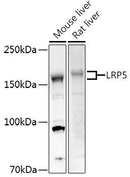 LRP5 Antibody in Western Blot (WB)