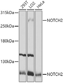 NOTCH2 Antibody in Western Blot (WB)