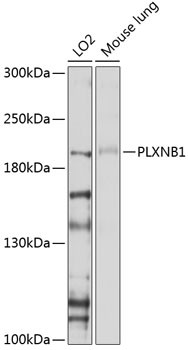 PLXNB1 Antibody in Western Blot (WB)