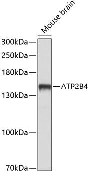 PMCA4 ATPase Antibody in Western Blot (WB)