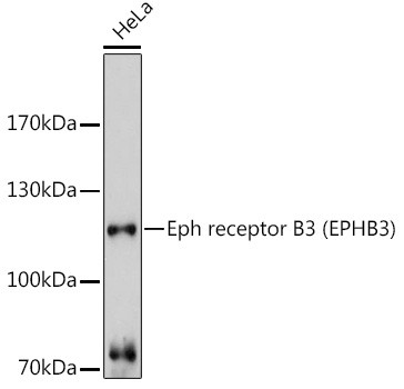 EphB3 Antibody in Western Blot (WB)