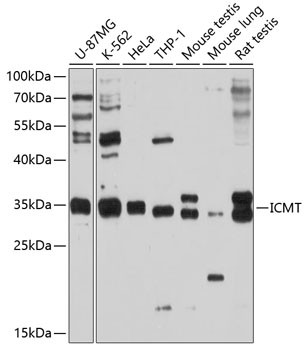 ICMT Antibody in Western Blot (WB)