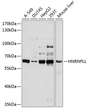 hnRNP LL Antibody in Western Blot (WB)