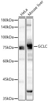 GCLC Antibody in Western Blot (WB)