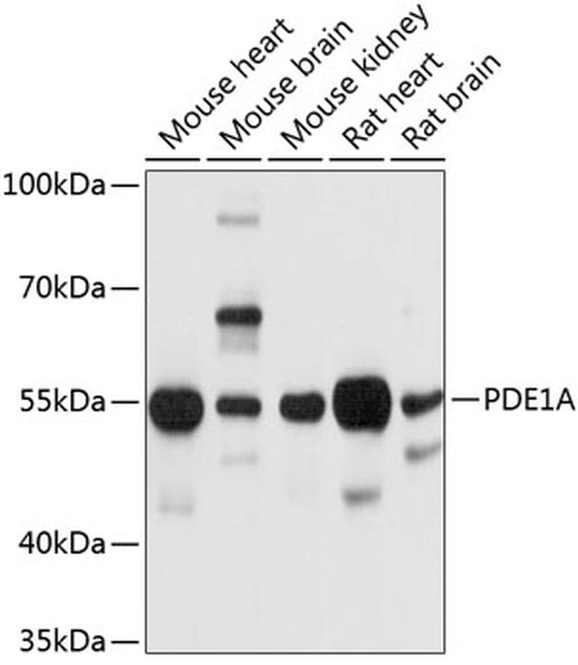 PDE1A Antibody in Western Blot (WB)