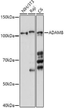 ADAM8 Antibody in Western Blot (WB)