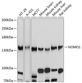 NOMO1 Antibody in Western Blot (WB)