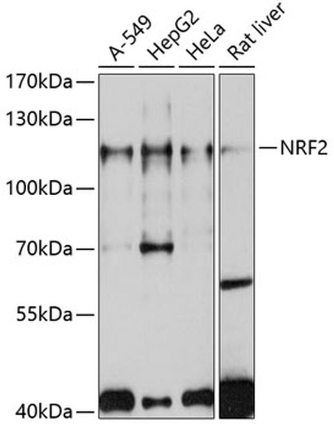 Nrf2 Antibody in Western Blot (WB)