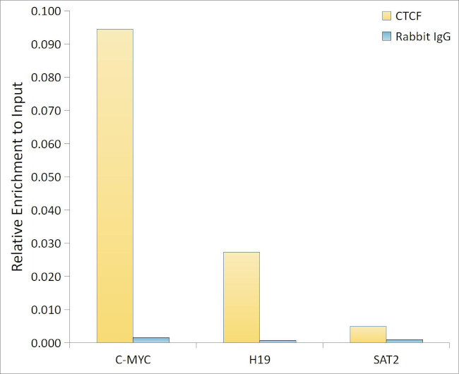 CTCF Antibody in ChIP Assay (ChIP)