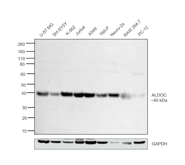 Aldolase C Antibody in Western Blot (WB)