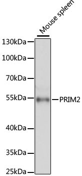 PRIM2 Antibody in Western Blot (WB)